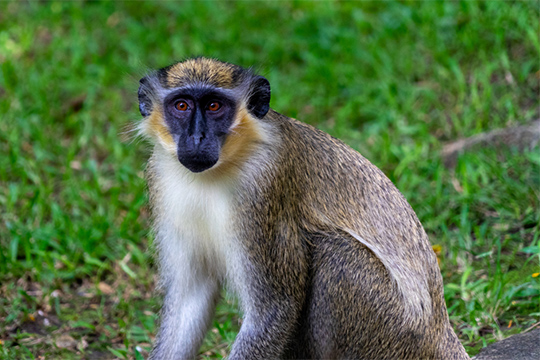 Barbados Wildlife Reserve